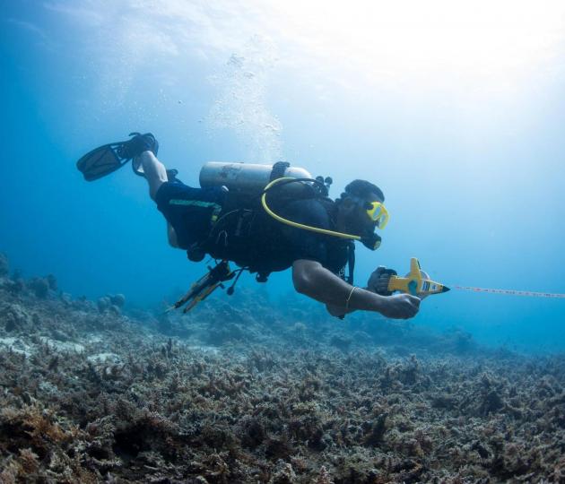 Diver monitoring reef