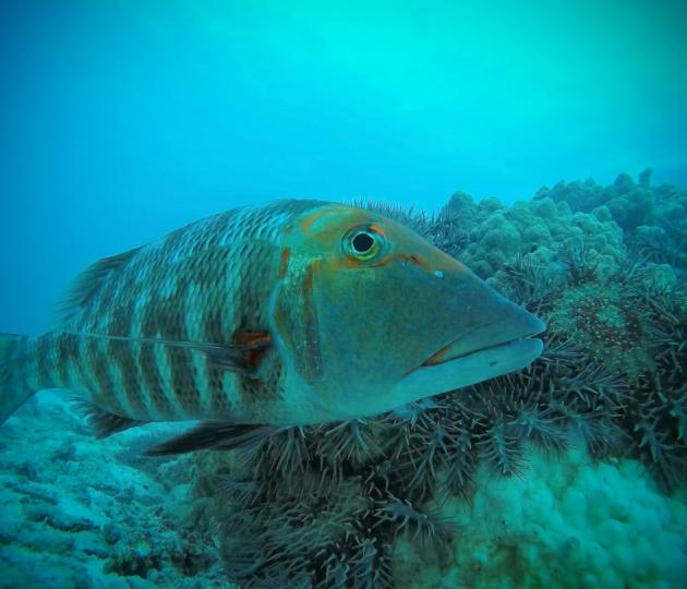 large fish in front of coral covered in starfish