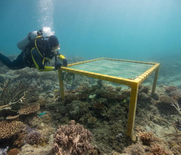 diver adjusting equipment on structure on coral reef