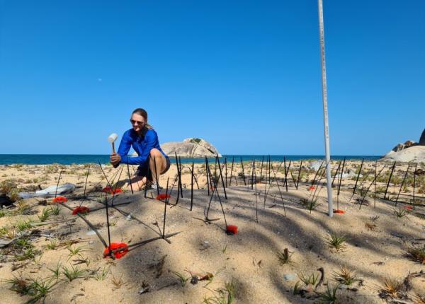Person on beach with equipment to protect turtle nest