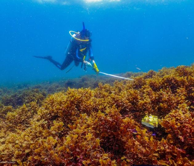 Diver above algae-covered reef with measuring tape. A coral seeding devices is seen in the foreground