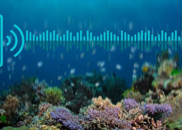 soundwave and speaker graphic over coral reef photo