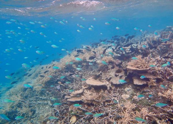 blue green chromis swim above coral reef
