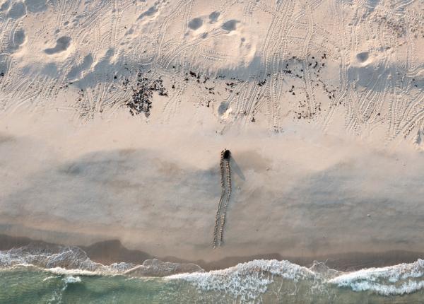 A turtle crawls onto a beach as seen from above
