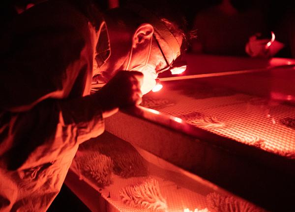 Researcher leans over coral about to spawn in a tank