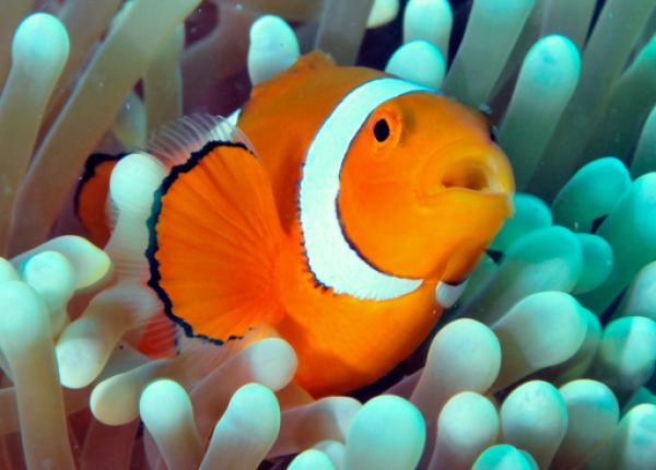 a clown fish in an anemone with its mouth open