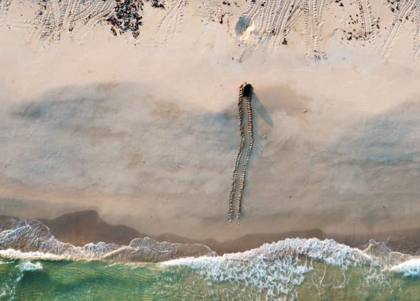 an aerial photo of a turtle crawling up a beach