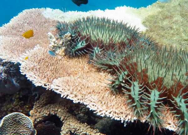 2 crown of thorns starfish on coral