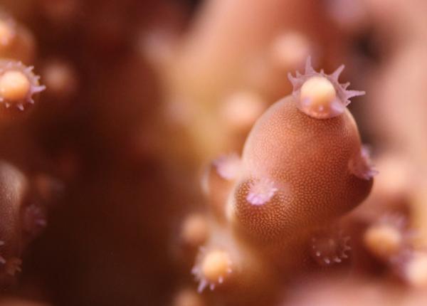 close up of a coral egg bundle being released