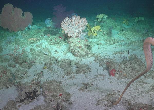 olive sea snake swimming above the sea floor