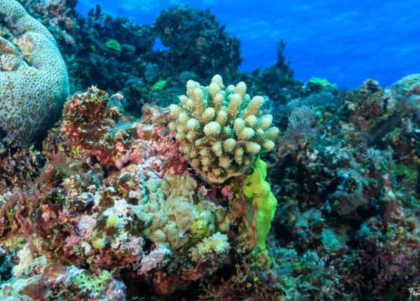 A coral reef with blue water at the surface and a thick branched coral near the centre