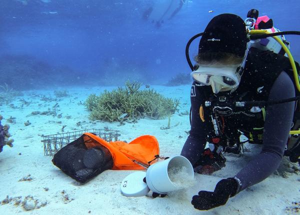 A scuba diver collects sand for later analysis