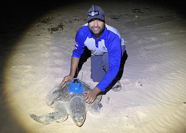 Scientists is on a beach with a tagged olive ridley turtle
