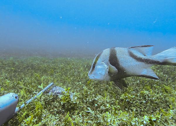 Red Emperor swims over sea grass as captured on a baited underwater remote video station