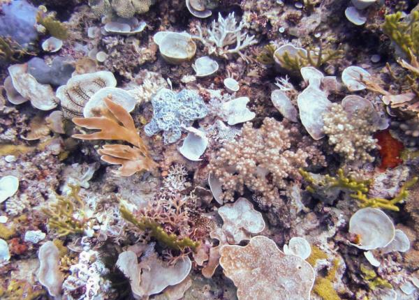 reefscape of a sponge garden