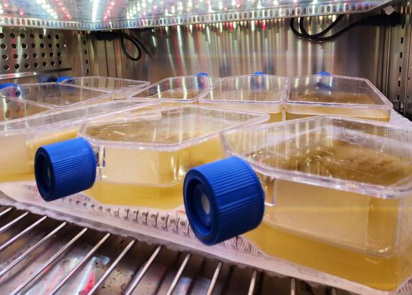 bottles lying down on a rack