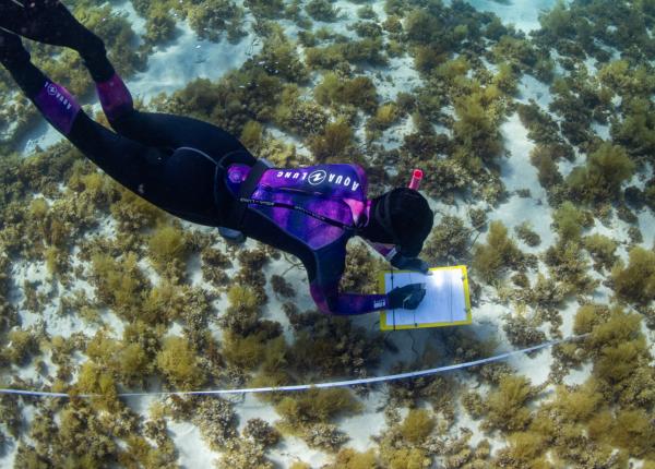 Snorkeler holds a clipboard and swims over a seabed of seaweed
