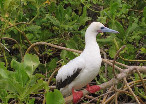 Two birds sit on tree branches