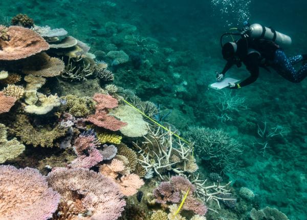 diver monitors a coral reef showing bleaching