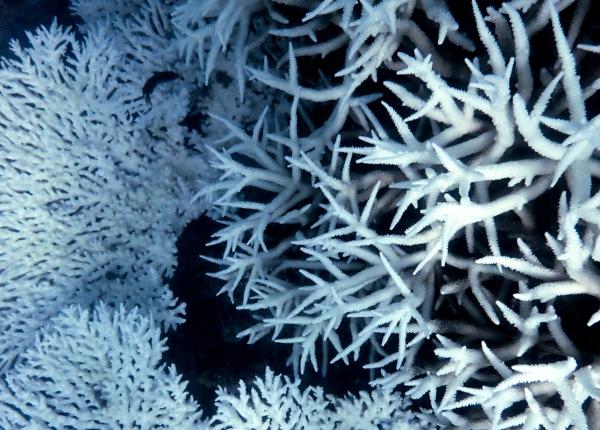 Looking down at fully bleached coral