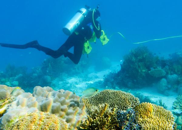 A scuba diver monitors a healthy coral reef