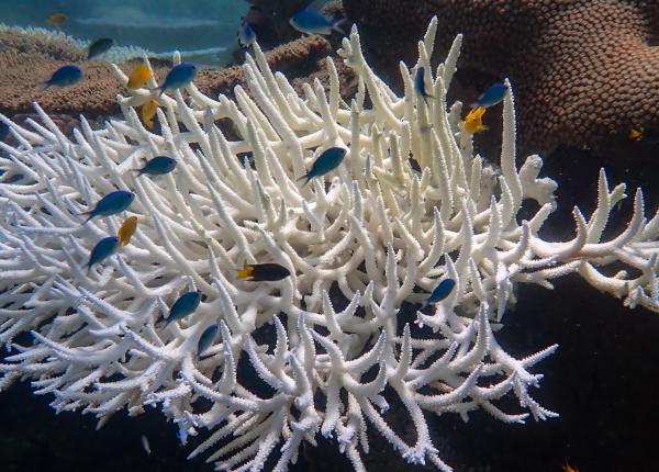 A branching coral is bleached, while small fish swim amongst it's branches