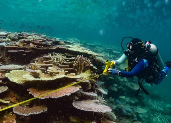 Diver swims beside the reef slope. Coral bleaching can be observed.
