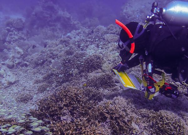 A scuba diver surveys a healthy coral reef