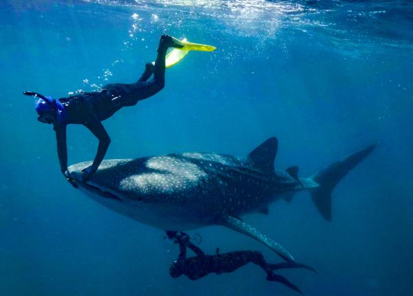 A freediving scraps tiny creatures from the lips of a whale shark, while another freediver is underneath taking an ultrasound