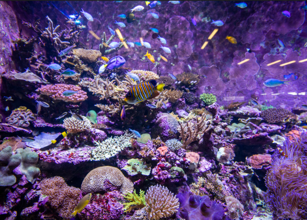 SeaSim Aquarium - Virtual Tour