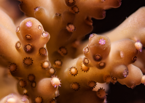 Out of season coral spawning