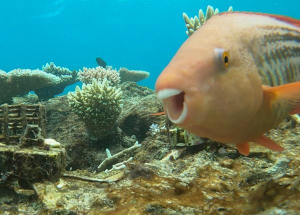 a happy parrotfish swims towards a camera, whilst a device that holds baby corals is covered in algae in the background