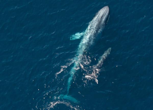 An adult pygmy blue whale swims beside a baby, as seen from the air