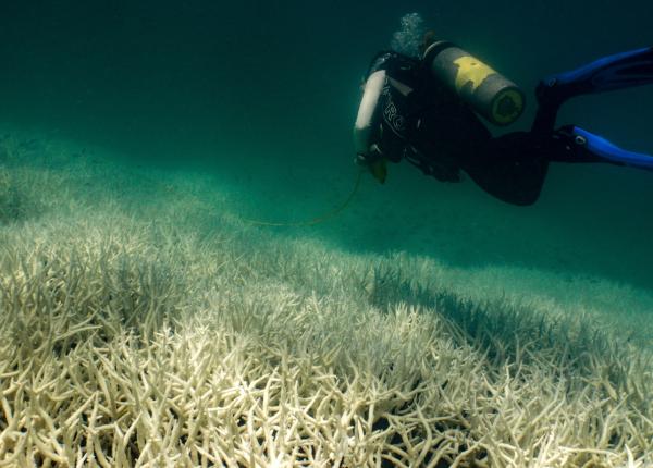 A scuba diver swims over a bleached reef