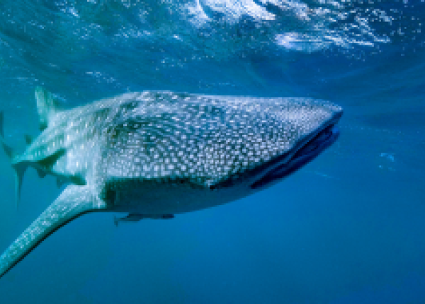 whale shark