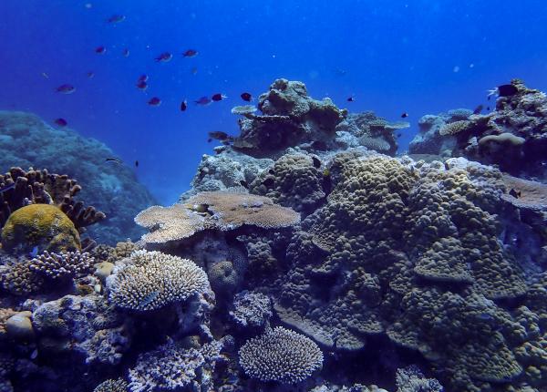 Coral Reefs