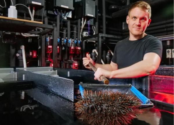 Dr Richard Harris lifts crown-of-thorns starfish out of experiment tank