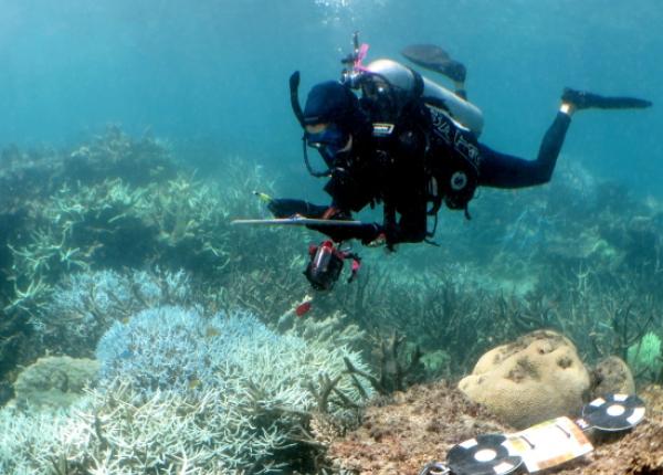 SCUBA-diving scientist observes corals