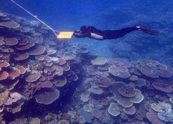 Scientist conducts manta tow survey on Great Barrier Reef
