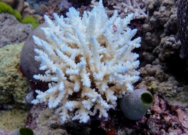Minor bleaching of Acropora coral on Great Barrier Reef