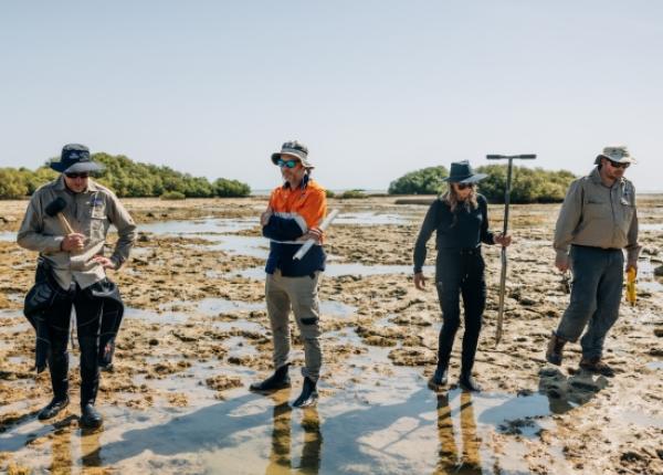 Scientists take soil core from mangroves