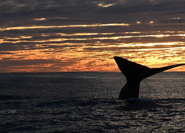 A whale's tail is silhouetted at sunset