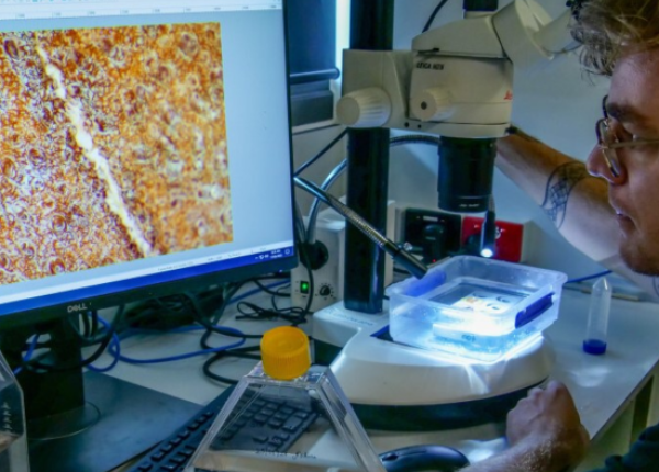Scientists looks at microscopy on computer screen