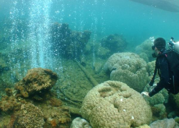 Diver watches CO2 bubbles from volcanic seeps rising around corals
