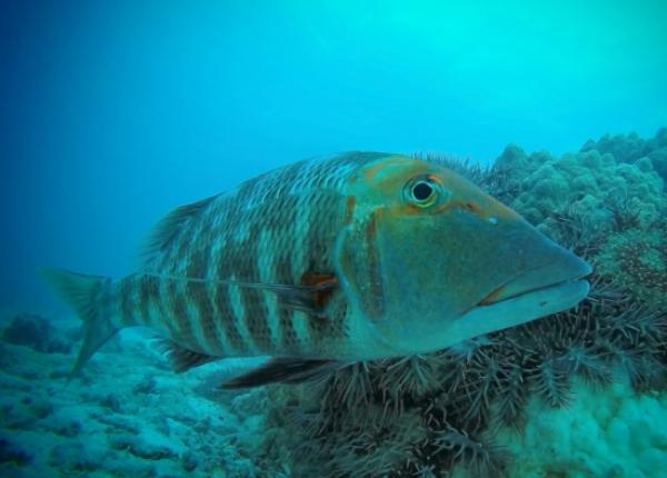 Redthroat Emperor (Lethrinus miniatus) next to crown-of-thorns starfish