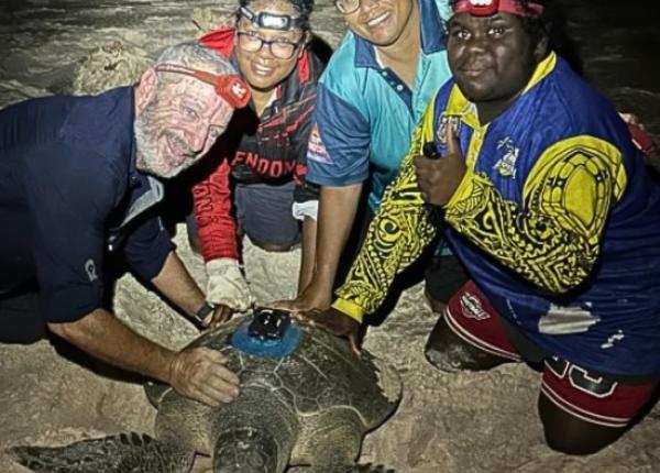 Four researchers with an olive ridley sea turtle