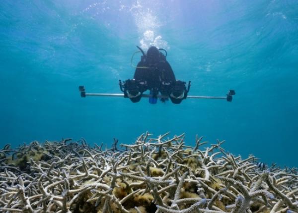 Scientist diver taking 3D photos of coral reef