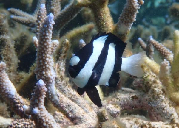 Humbug damselfish