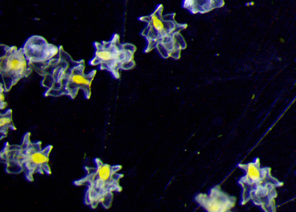 Almost transparent microscopic creatures with a yellow section are pictured on a black background