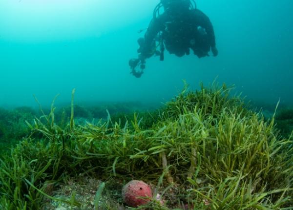 A diver surveys a bed of invasive Caulerpa seaweed